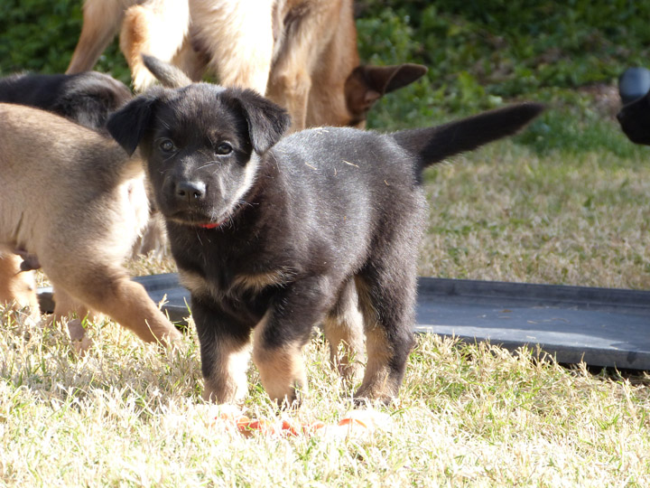 chinook dog